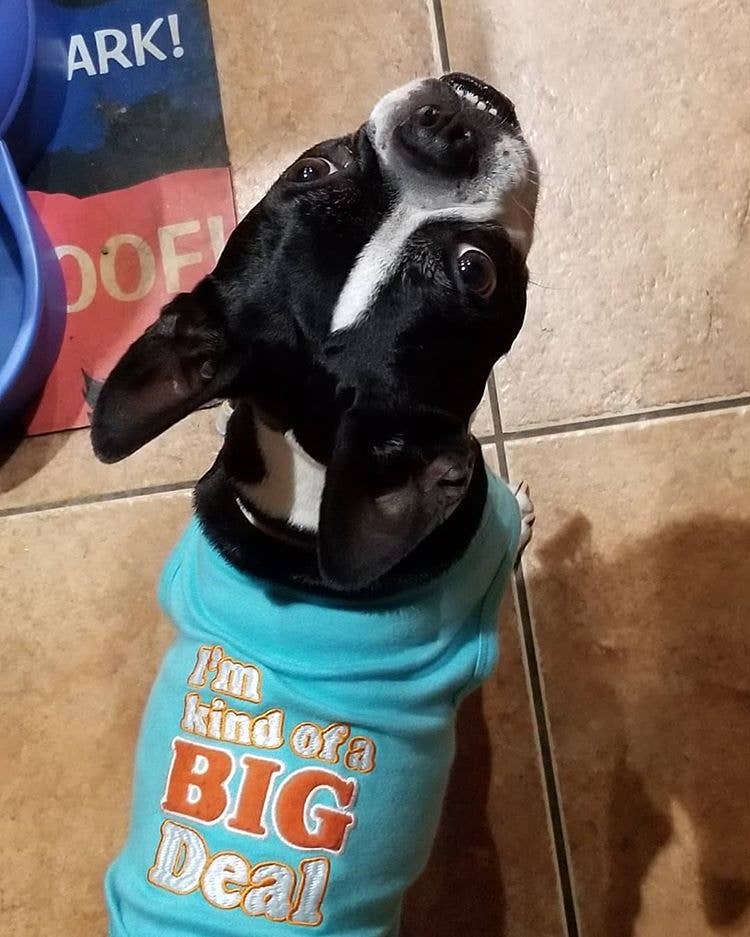 I'm Kind of a Big Deal Dog T-Shirt – Trendy Pet Apparel: XL