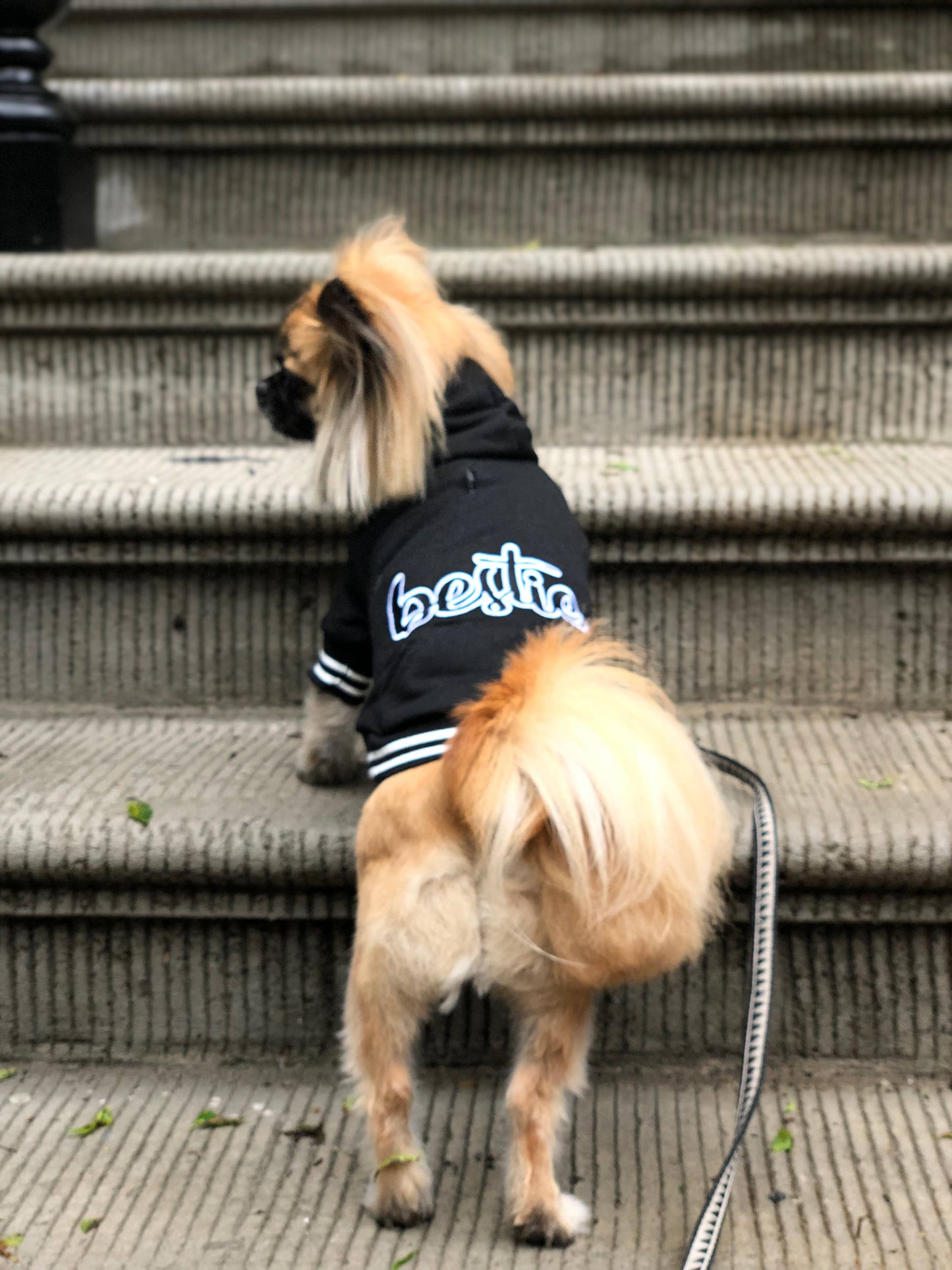 Bestie Hoodie – Adorable & Warm Dog Hoodie for Pups: L
