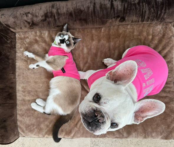 Diva Dog T-Shirt – Trendy & Stylish Outfit for Sassy Pups: 3XL