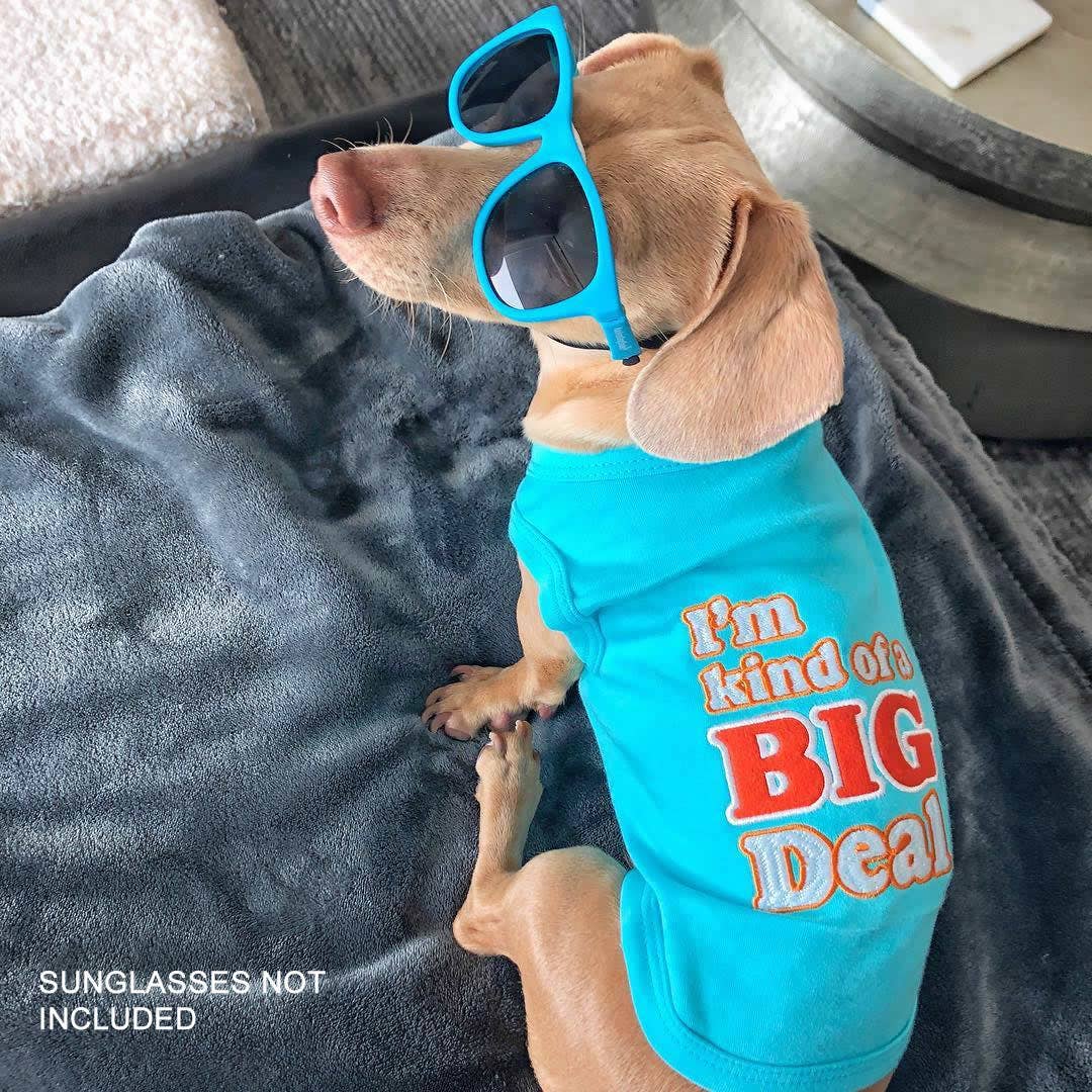 I'm Kind of a Big Deal Dog T-Shirt – Trendy Pet Apparel: S