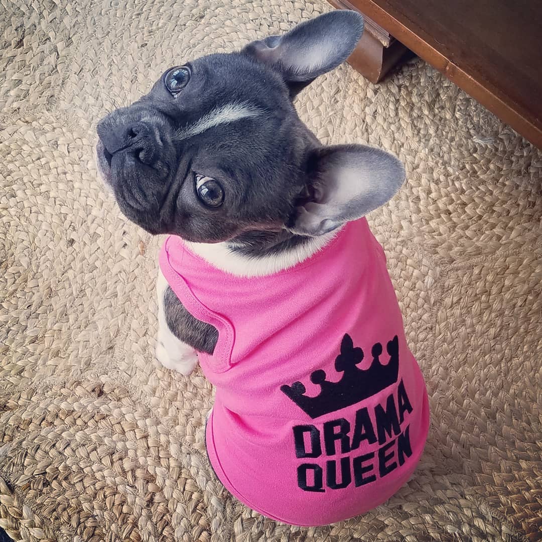 Drama Queen Dog T-Shirt – Cute & Sassy Pet Outfit for Pups: Pink / XL