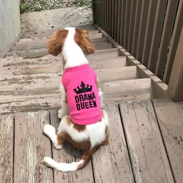 Drama Queen Dog T-Shirt – Cute & Sassy Pet Outfit for Pups: Pink / L