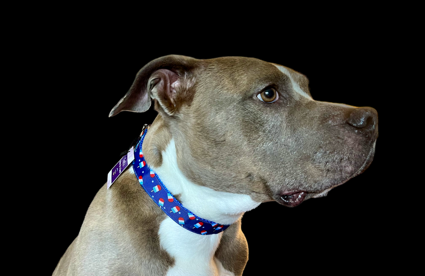 Summer Pop Blue Nylon Dog Collar MD, LG, XL, Leash: 6 Ft Leash