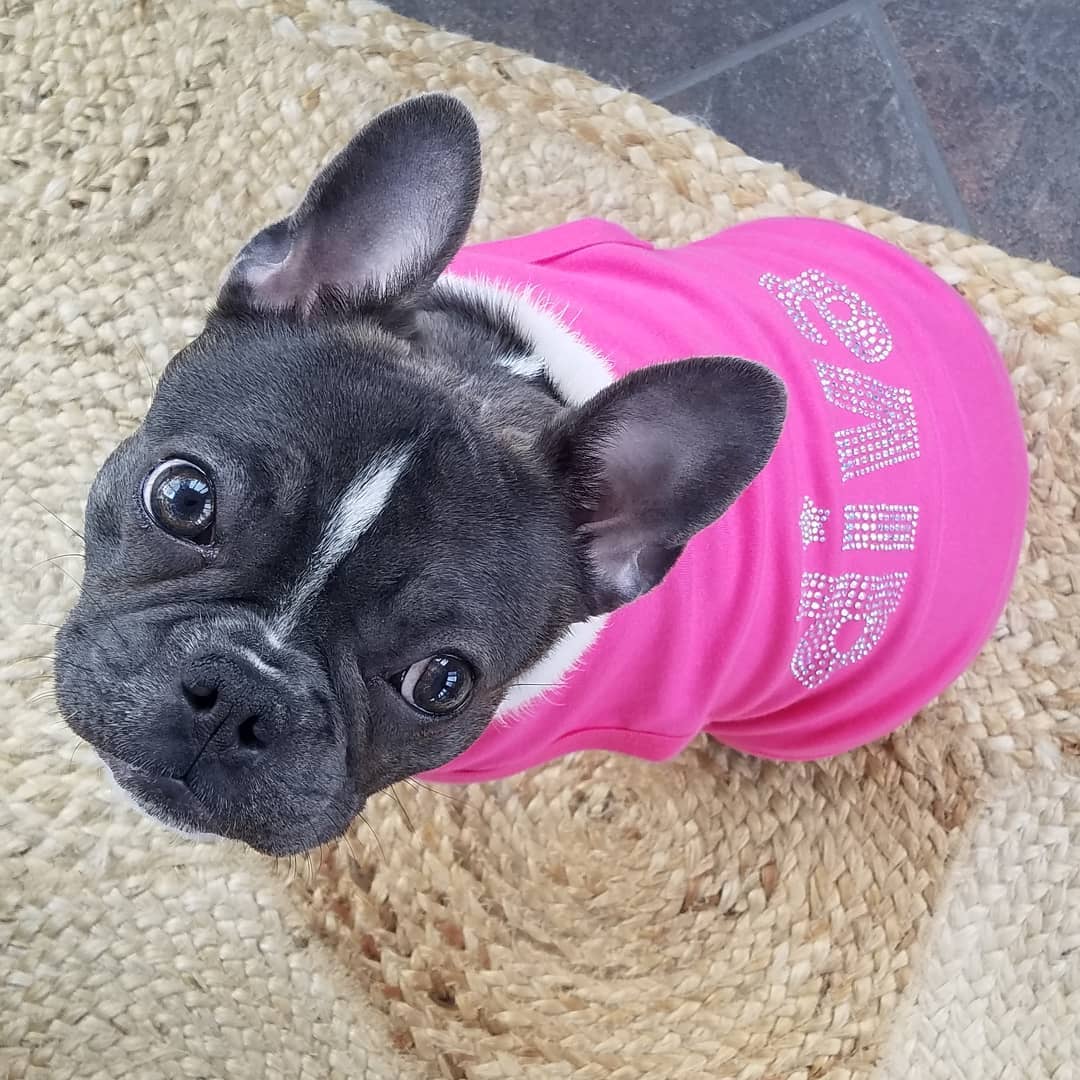 Diva Dog T-Shirt – Trendy & Stylish Outfit for Sassy Pups: 2XL