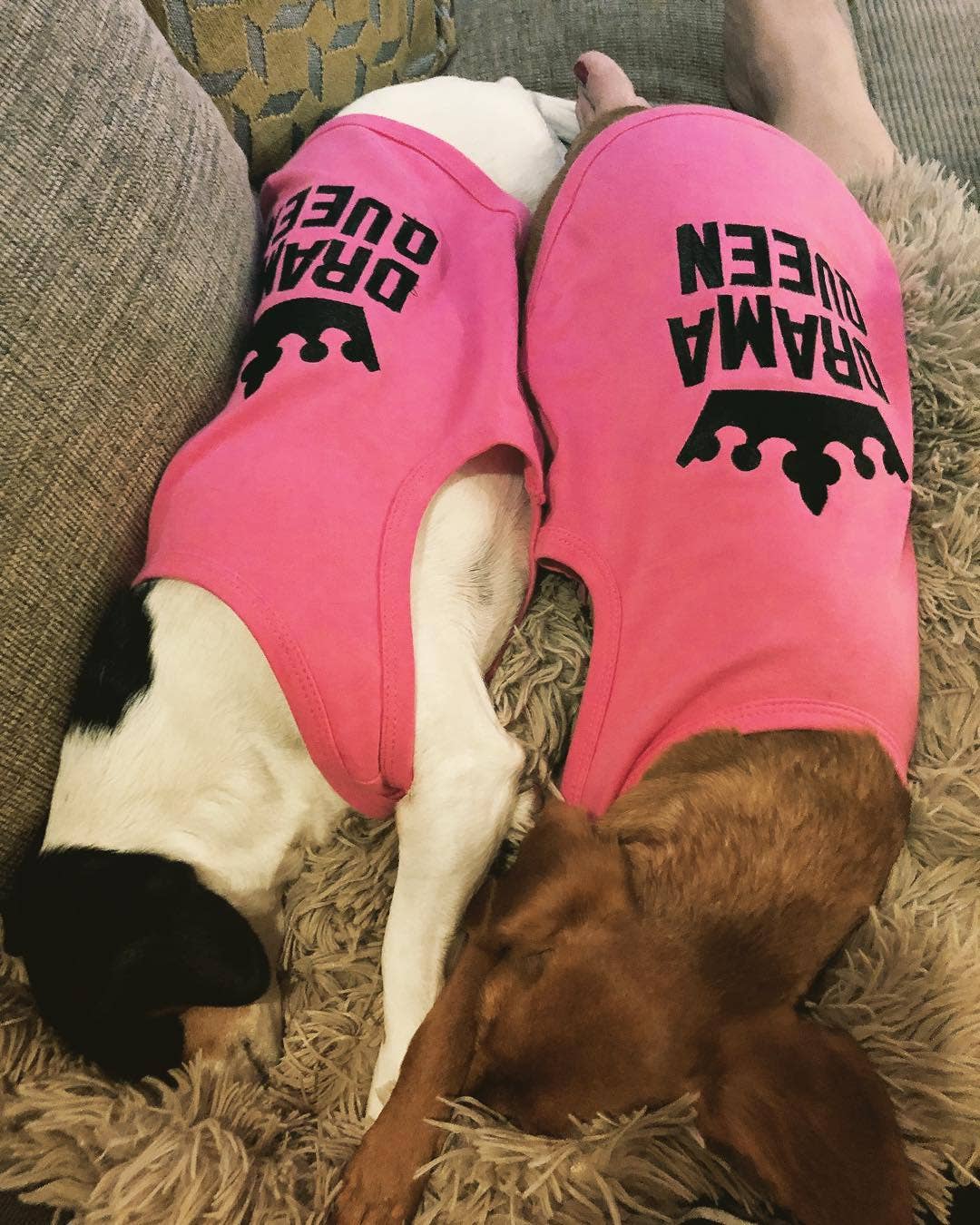 Drama Queen Dog T-Shirt – Cute & Sassy Pet Outfit for Pups: Pink / L