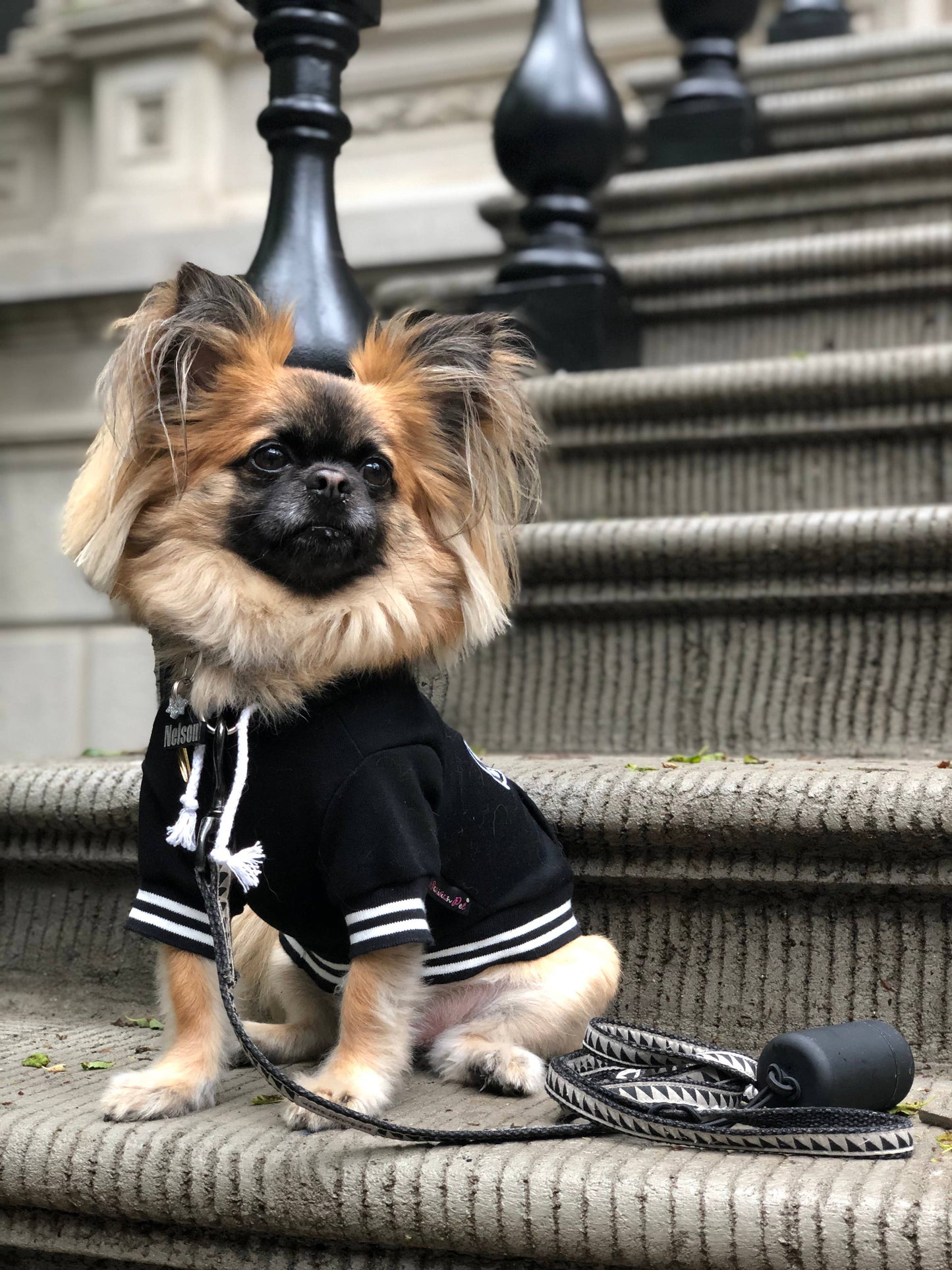 Bestie Hoodie – Adorable & Warm Dog Hoodie for Pups: L