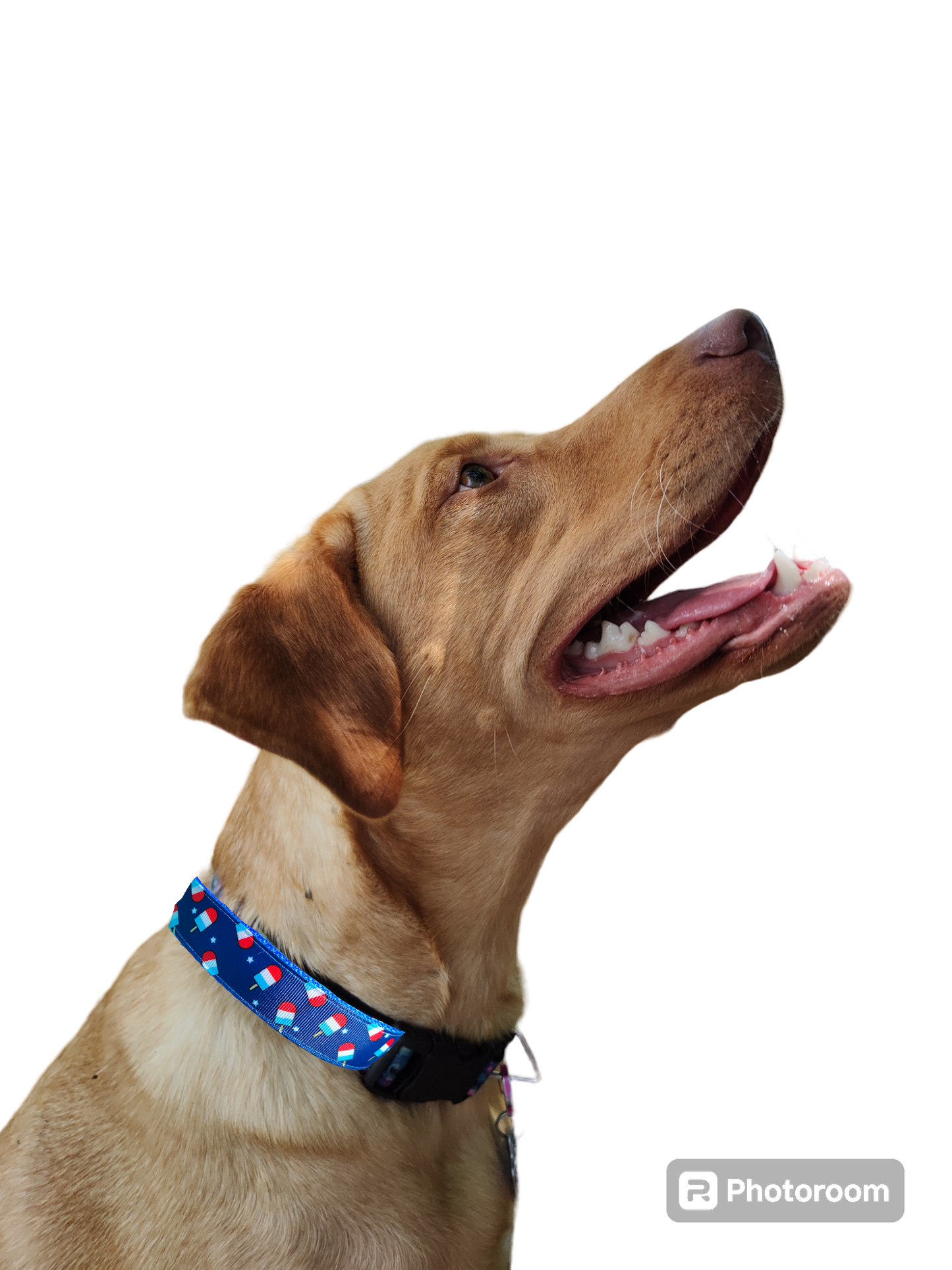 Summer Pop Blue Nylon Dog Collar MD, LG, XL, Leash: 6 Ft Leash